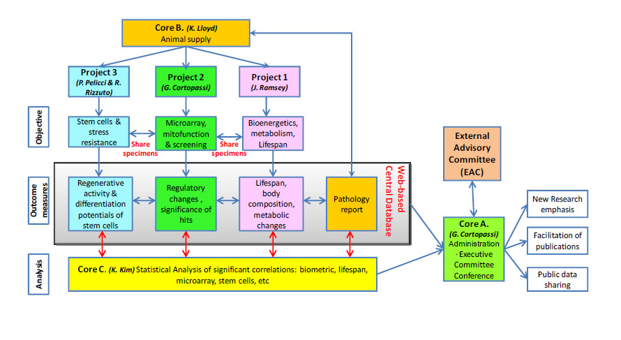 Organizational Structure for the Program Project