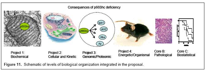 Schematic of levels of biological organization integrated in the proposal